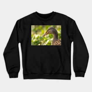 Female mallard duck portrait Crewneck Sweatshirt